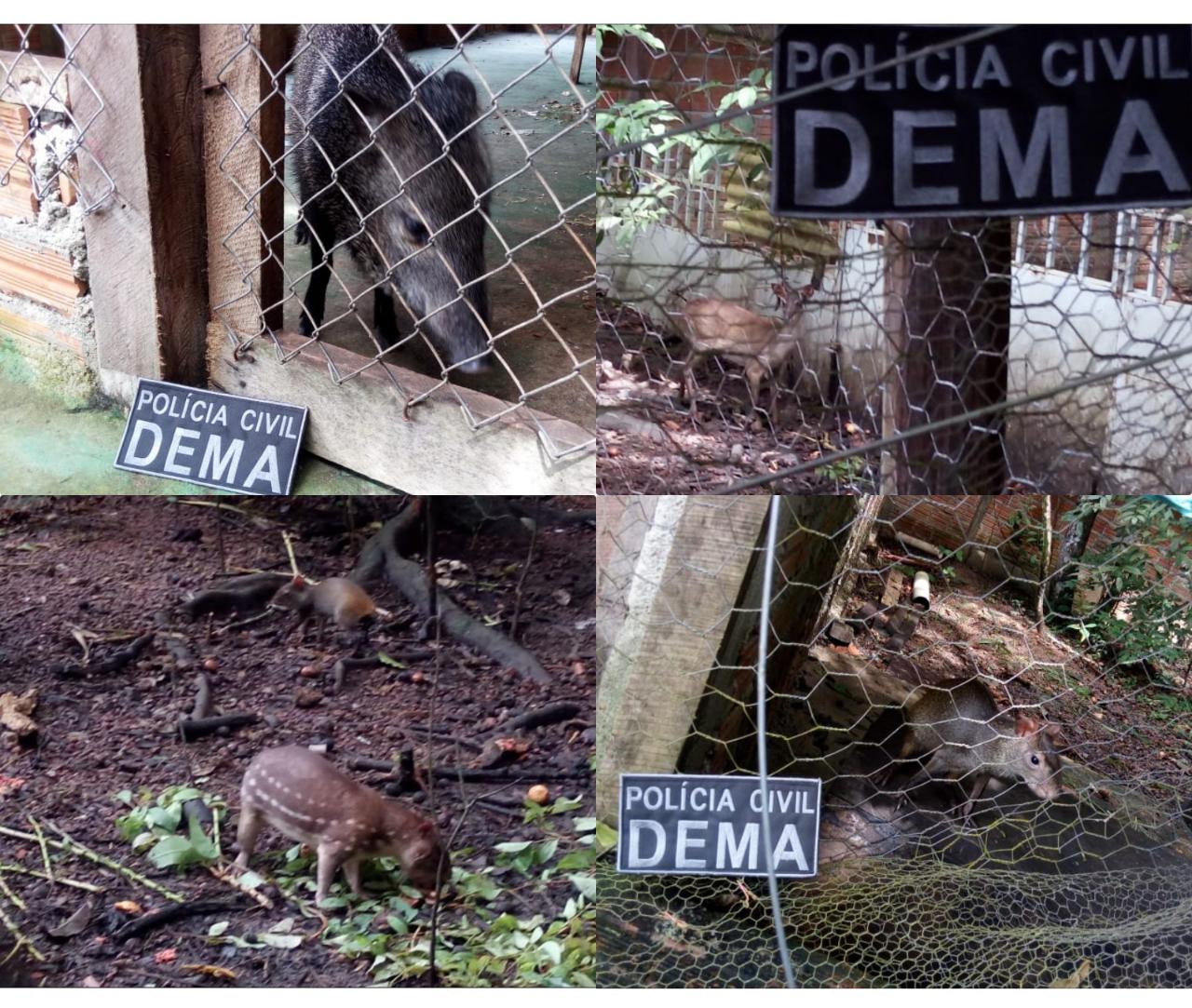 POLÍCIA CIVIL APREENDE SEIS ANIMAIS SILVESTRES QUE ESTAVAM EM SITUAÇÃO DE CATIVEIRO